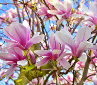 Magnolia soulangiana - Saucer Magnolia