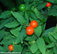 Solanum pseudocapsicum Joker - Jerusalem Cherry