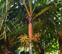 Areca vestiaria - Orange Crownshaft Palm