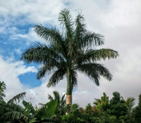 Roystonia regia - Cuban Royal Palm