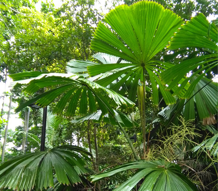 Licuala ramsayi - Australian Fan Palm - Seeds