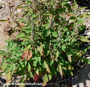 Chenopodium berlandieri - Aztec Red Spinach