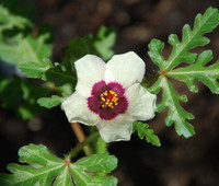 Hibiscus trionum - Flower of an Hour