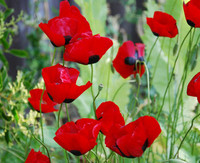Papaver dubium - Greek Poppy