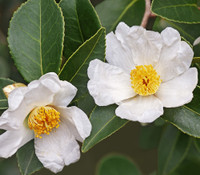 Camellia oleifera - Tea Oil Tree