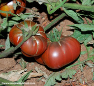 Black Early Tomato