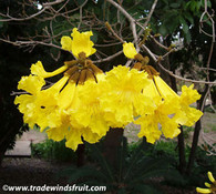 Tabebuia chrysotricha - Golden Trumpet Tree