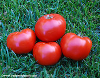 Delicious Tomato