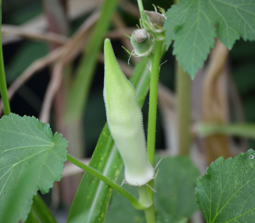 Silver Queen Okra Seeds