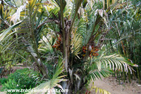 Arenga engleri - Dwarf Sugar Palm
