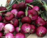Red Marble Onion