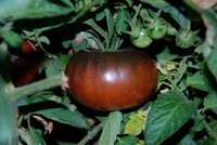 Black Giant Tomato