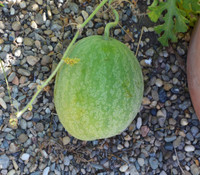 Citrullus lanatus mucosospermus - Egusi Watermelon