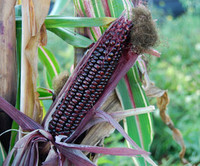 Japonica Striped Maize