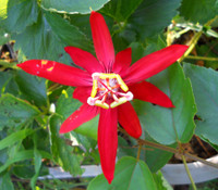 Passiflora coccinea - Red Granadilla