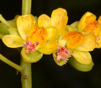 Caesalpinia spinosa - Tara