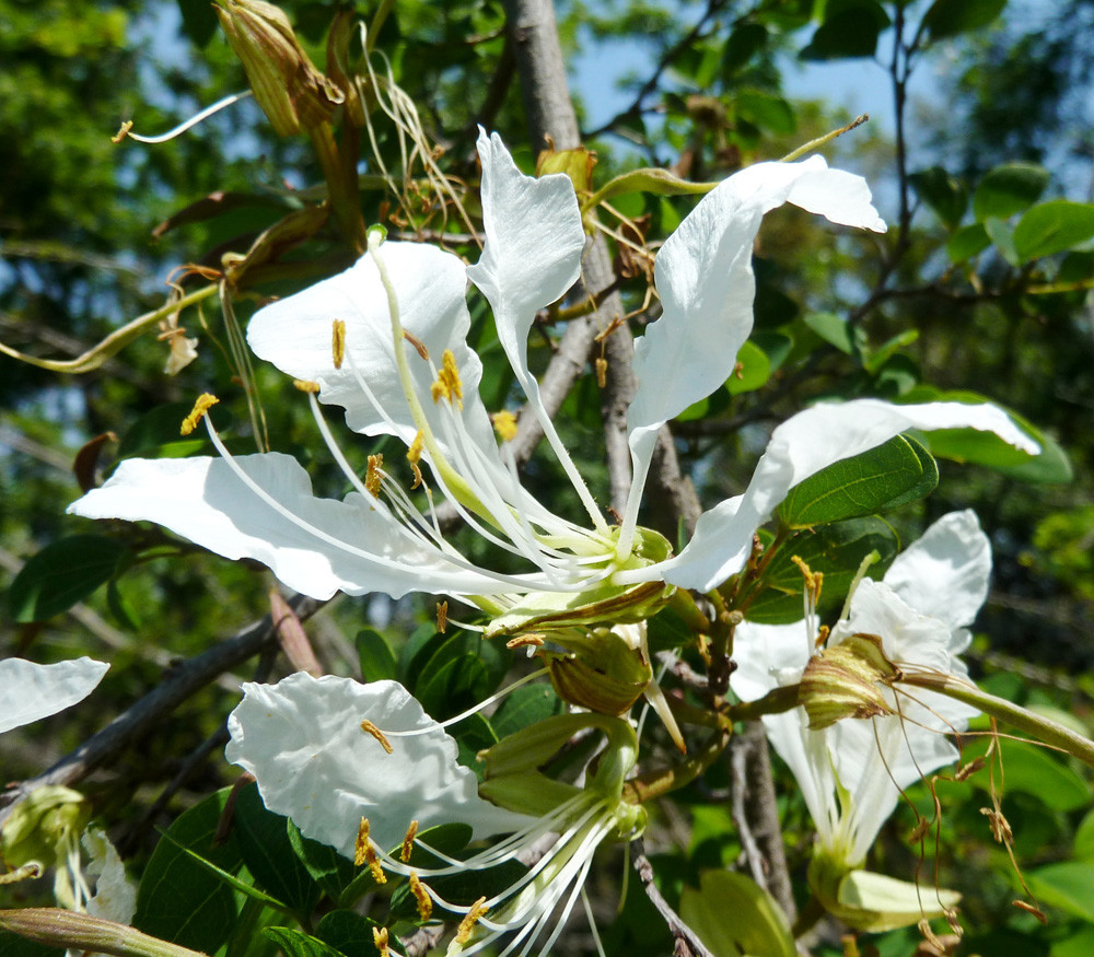 Bauhinia natalensis The Natal Orchid Tree 5 Seeds 