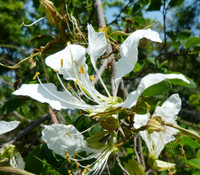 Bauhinia bowkeri - Kei White Bauhinia