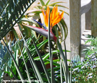 Strelitzia juncea - Leafless Bird of Paradise