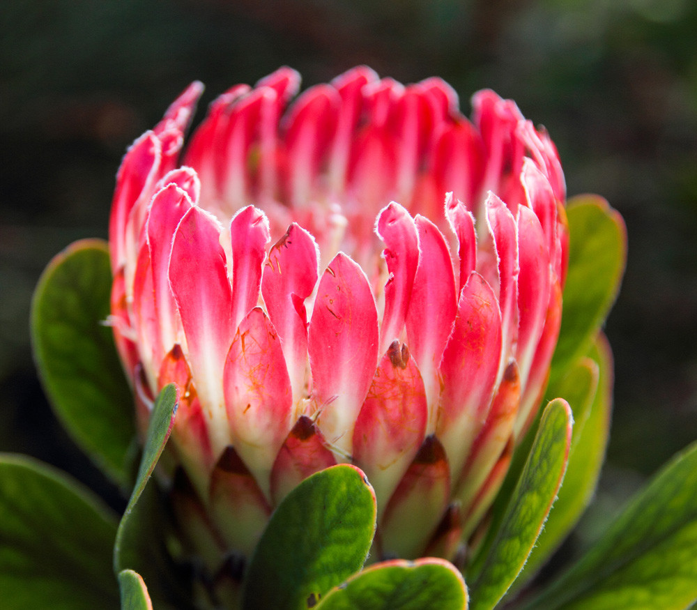 Protea obtusifolia Limestone Protea Seeds