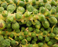 Roodnerf Brussels Sprouts