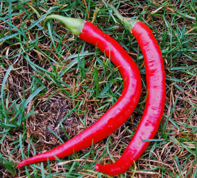 Ring of Fire Pepper Seeds Ring of Fire Pepper Seeds