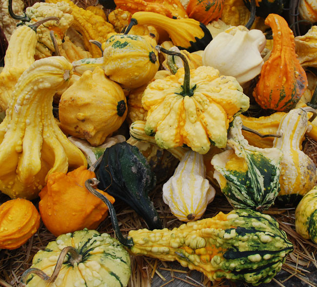 Warted Gourd Mix Seeds