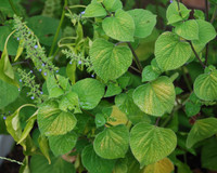 Salvia tiliifolia - Tarahumara Chia