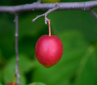 Prunus americana - American Plum