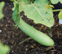 Green Beauty Long Eggplant