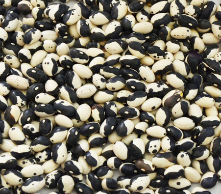 Calypso Bean Seeds