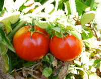 Brandywine Tomato, Red