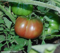 Dark Italian Tomato