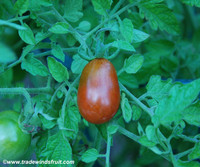 Cinnamon Pear Tomato