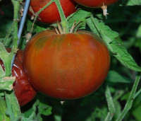 Cherokee Chocolate Tomato