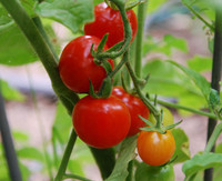 Columbianum Tomato