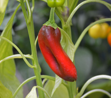 Sweet Italian Pepper Seeds