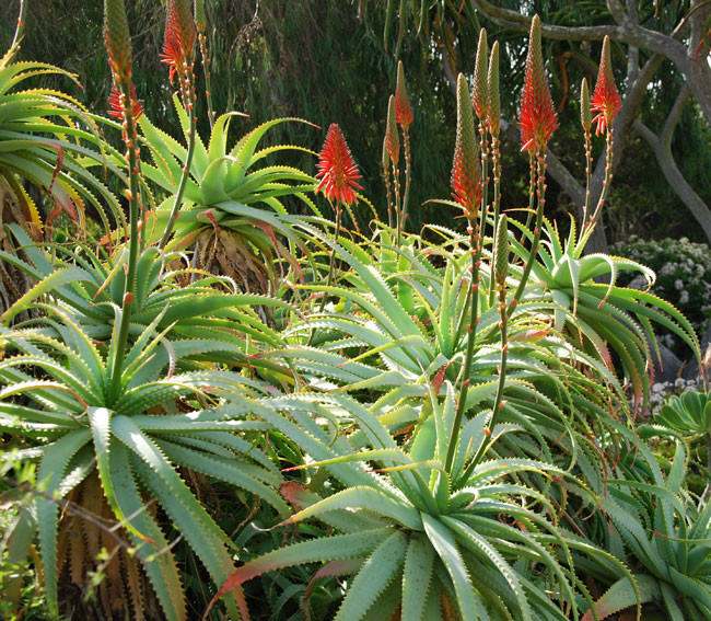 Aloe arborescens Candelabra Aloe Seeds
