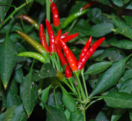 Bahamian Pepper