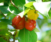 Eugenia uniflora - Surinam Cherry