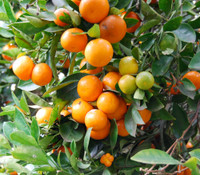 Citrus mitis - Calamondin