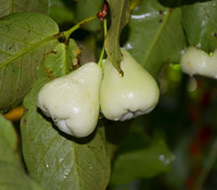 Syzygium samarangense - White Wax Jambu