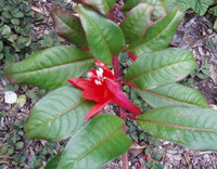 Fuchsia denticulata - Fanfare Fuchsia