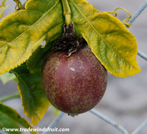 Wallpaper Passiflora Edulis Nancy Garrison Passion Fruit Seeds Free
