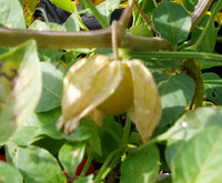 Physalis peruviana - Giant Cape Gooseberry