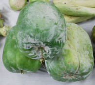 Winter Melon, Large Oblong