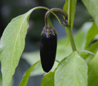 Serrano Pepper, Purple