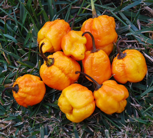 7 Pot Pepper, Brain Strain Yellow Seeds