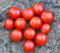 Cherry Tomato, Small