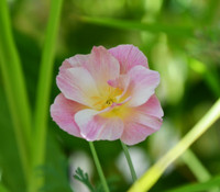 Eschscholzia californica - California Poppy, Rosa Romantica